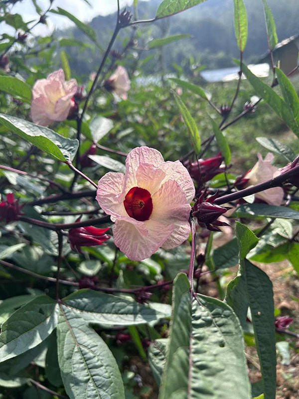Wild Hibiscus Flowers in Syrup | Gingle Bells Gin