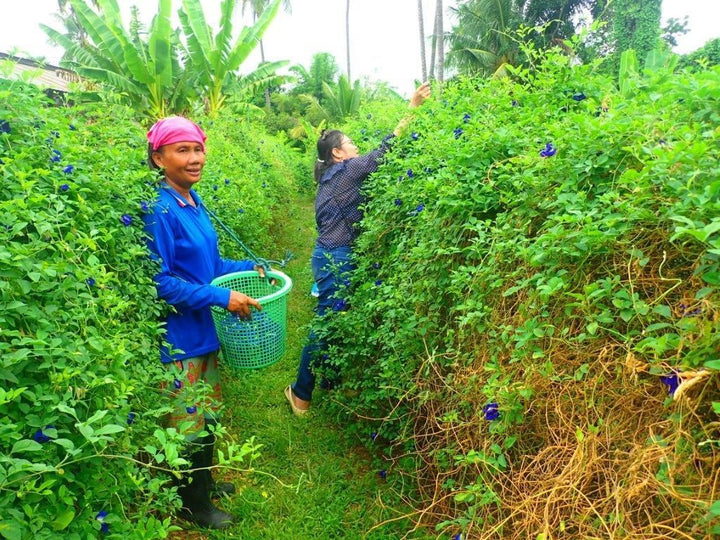 Whole Butterfly Pea Flowers 57g