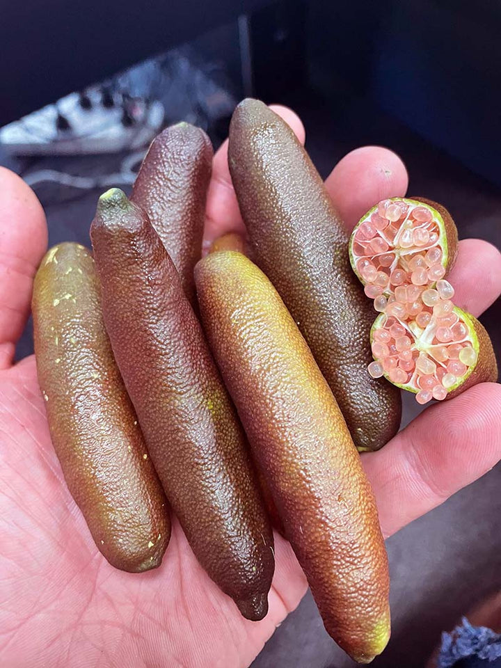 Deep Dark Red Finger Lime Gin