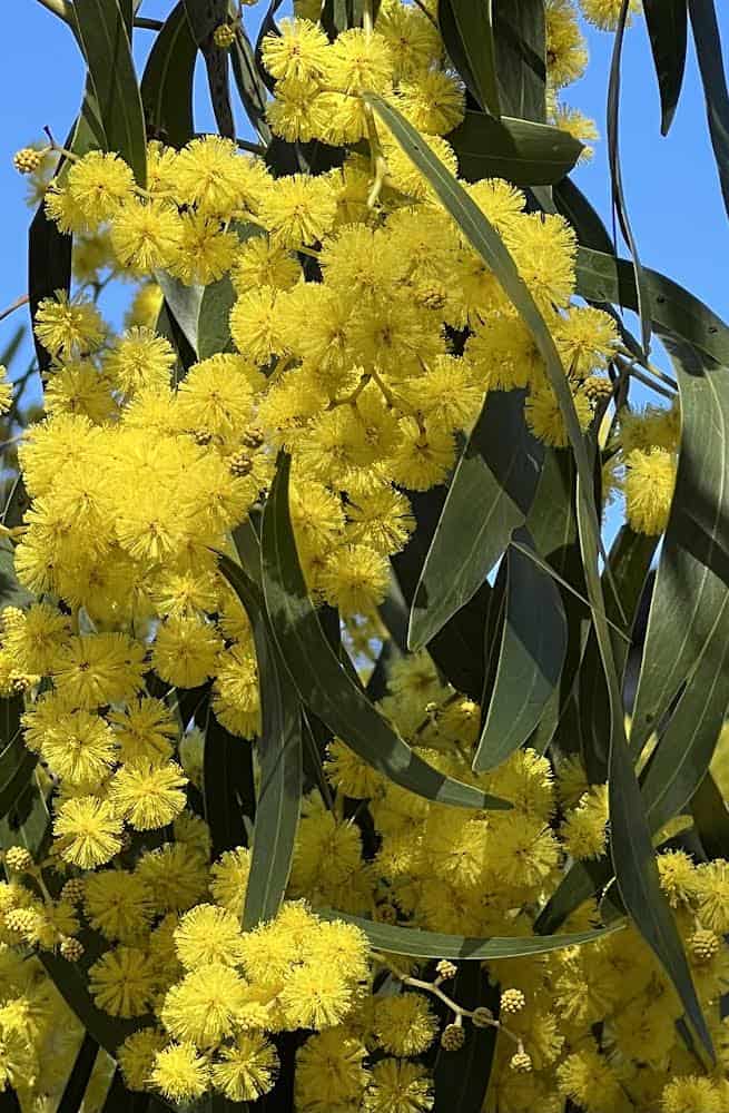 Kurrajong & Wattleseed Shortbread 125g