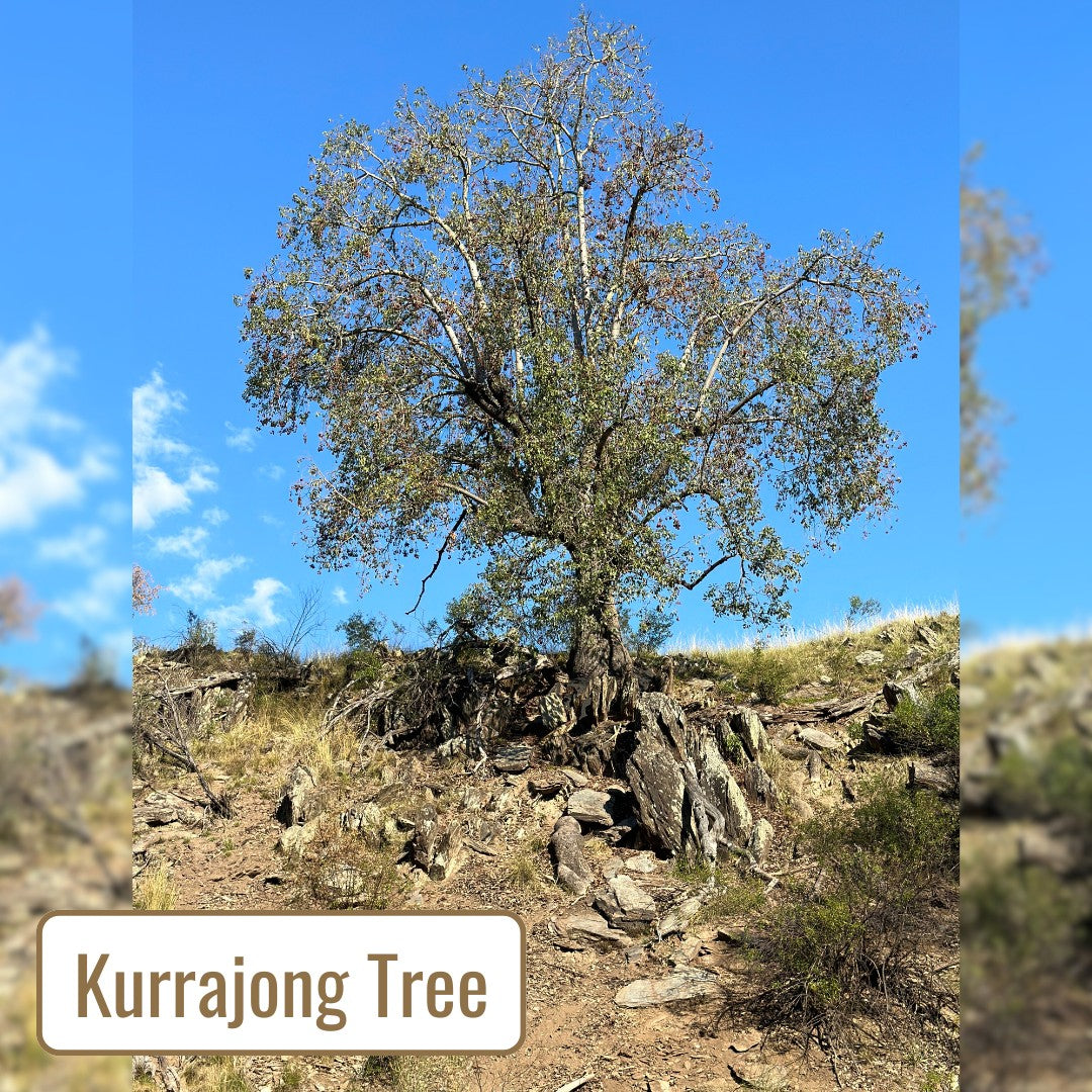 Kurrajong & Wattleseed Shortbread 125g