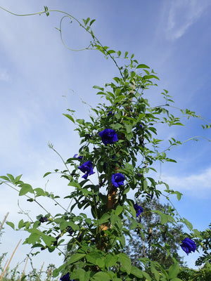 Flower Extract - b'Lure Butterfly Pea